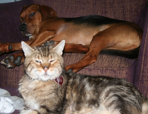 lynx point siamese tabby cat pet with beagle coonhound dog 