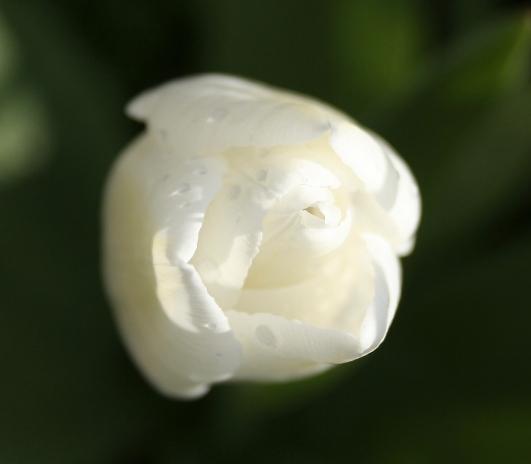 white tulip green background